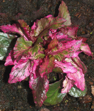 LOBELIA 'RASPBERRY SOUFFLÉ'