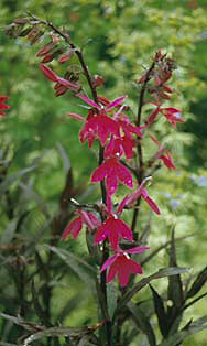 LOBELIA 'RUSSIAN PRINCESS'