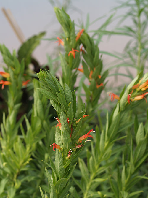 SIPHOCAMPYLUS FOLIOSUS RCB RA-S-4