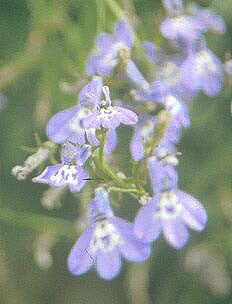 LOBELIA GALPINII?