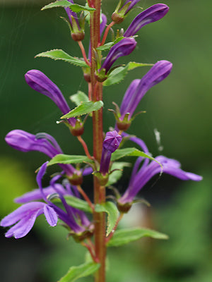 LOBELIA SESSILIFOLIA