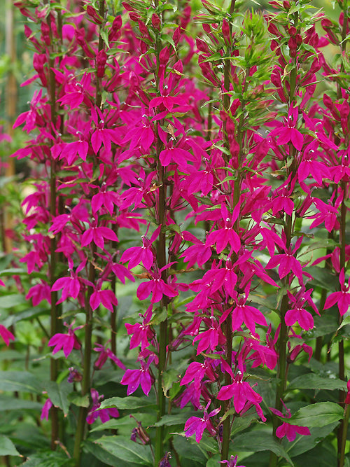 LOBELIA 'TANIA'