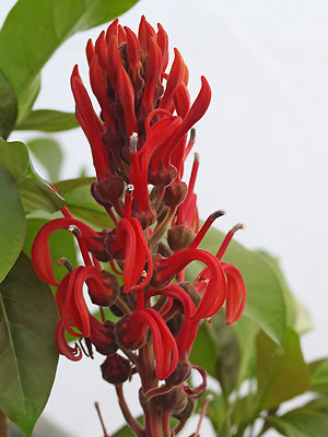 LOBELIA TUPA