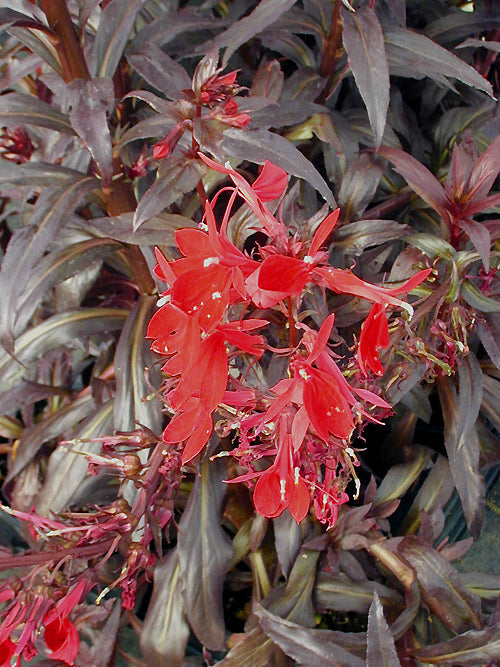 LOBELIA 'QUEEN VICTORIA'