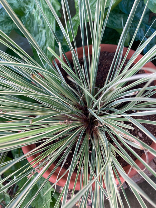 LOMANDRA LONGIFOLIA 'WHITE SANDS'