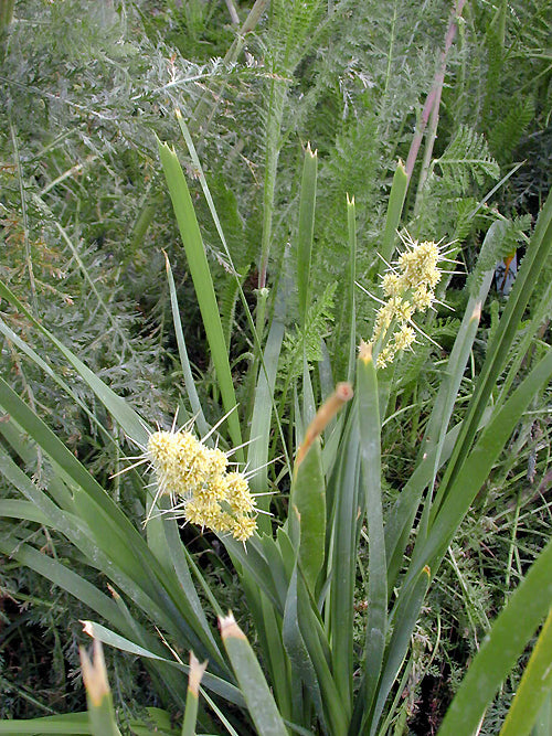 LOMANDRA HYSTRIX