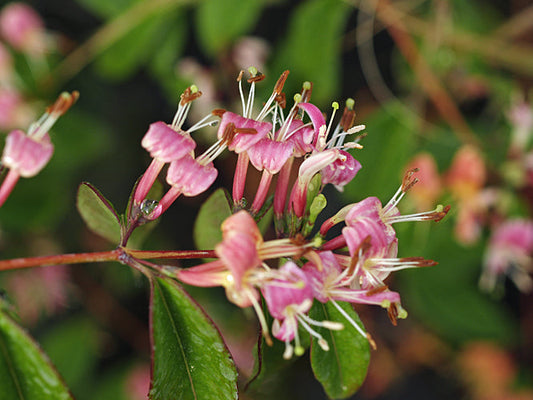 LONICERA ACUMINATA var.ACUMINATA