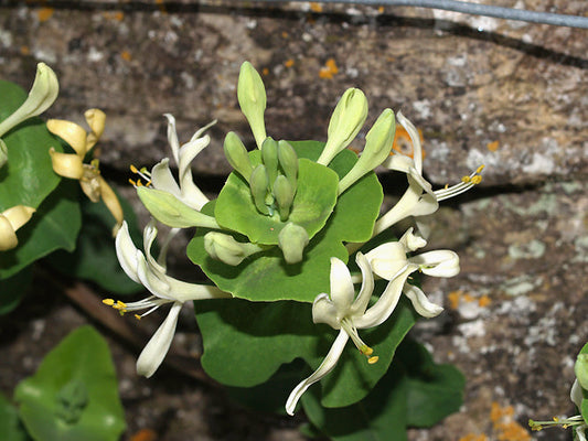 LONICERA CAPRIFOLIUM