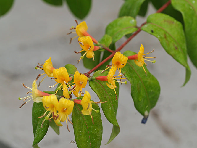 LONICERA 'COPPER BEAUTY'