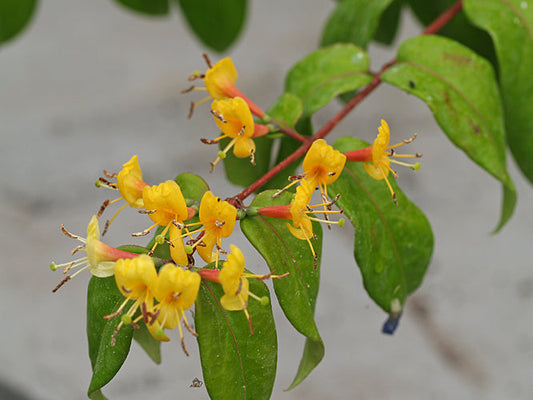 LONICERA 'COPPER BEAUTY'