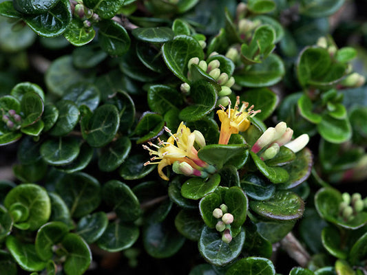 LONICERA CRASSIFOLIA