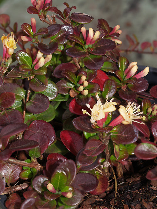 LONICERA CRASSIFOLIA 'LITTLE HONEY'