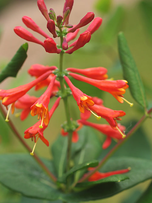 LONICERA BROWNII 'DROPMORE SCARLET'