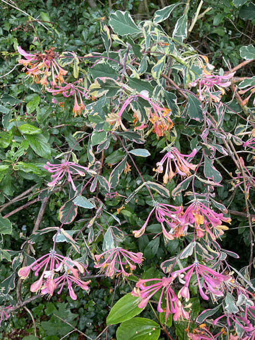 LONICERA x ITALICA 'HARLEQUIN'