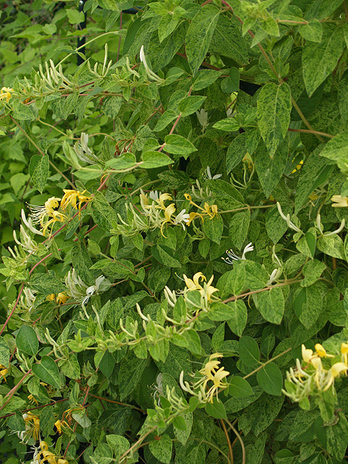 LONICERA JAPONICA 'MINT CRISP'