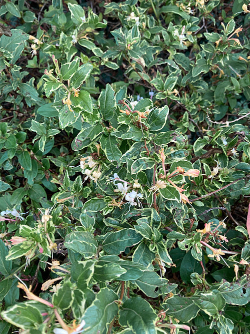 LONICERA JAPONICA 'PRINCESS KATE'