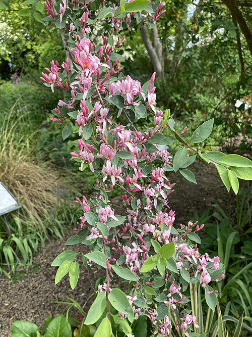 LONICERA KOROLKOWII