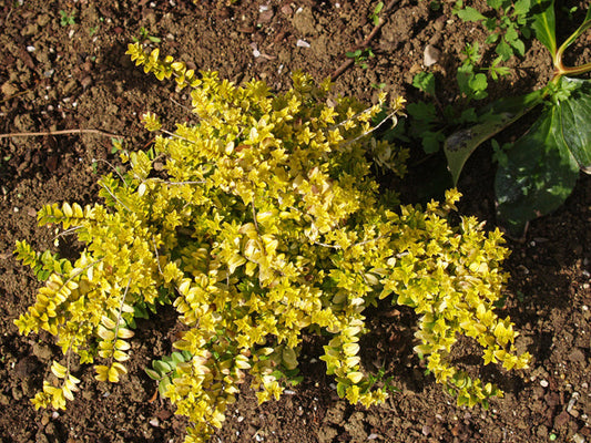 LONICERA NITIDA 'EDMÉE GOLD'