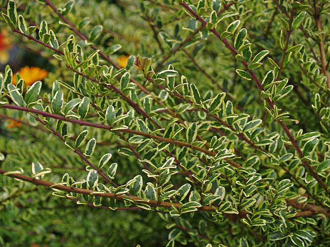 LONICERA NITIDA 'SILVER BEAUTY'