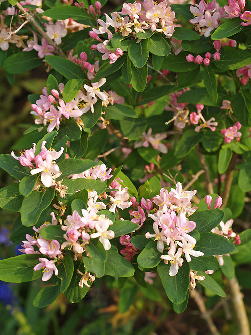 LONICERA TARTARICA 'ROSEA'