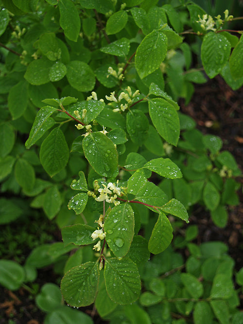 LONICERA TRICHOSANTHA var.DEFLEXICALYX