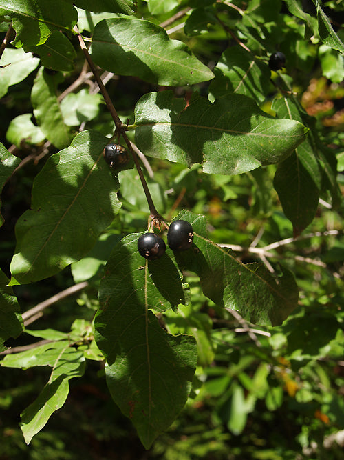 LONICERA CAUCASICA