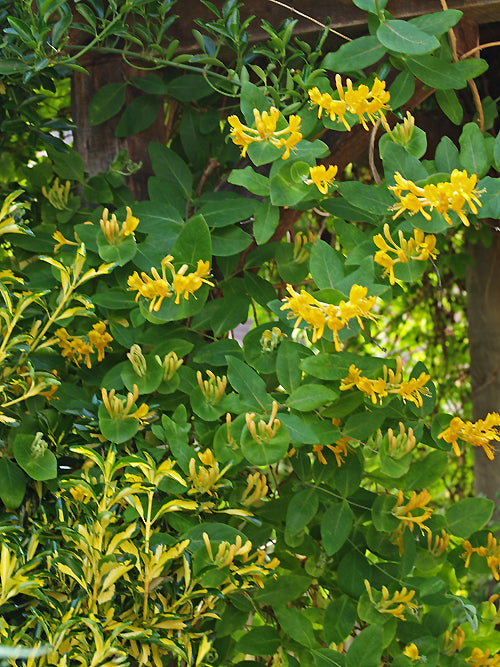 LONICERA x TELLMANIANA