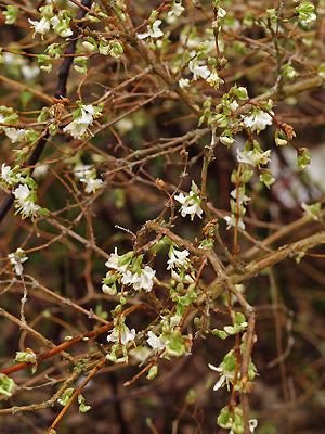 LONICERA x PURPUSII 'WINTER BEAUTY'