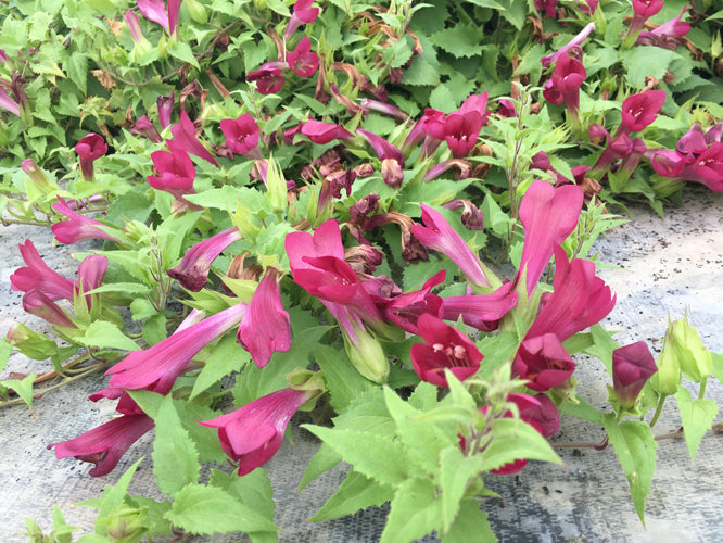LOPHOSPERMUM 'RED DRAGON'