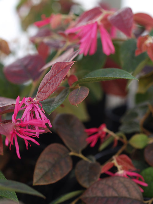 LOROPETALUM CHINENSE var.RUBRUM 'DAYBREAK'S FLAME'