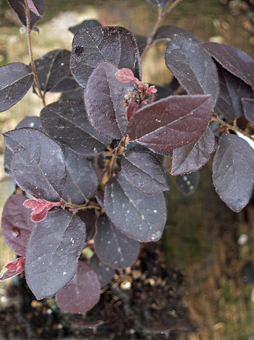LOROPETALUM CHINENSE var.RUBRUM 'PINK PEARL'
