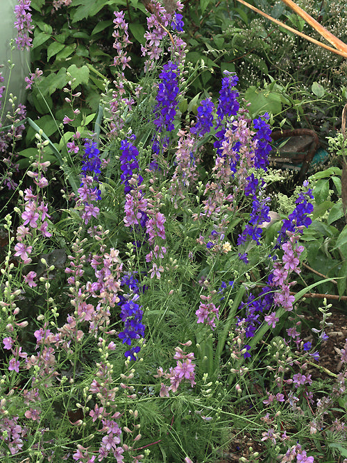 LARKSPUR 'EARL GREY'