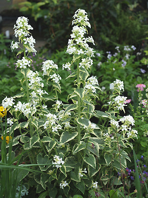 LUNARIA ANNUA 'ALBA VARIEGATA'