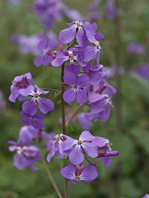 LUNARIA ANNUA 'CORFU BLUE'