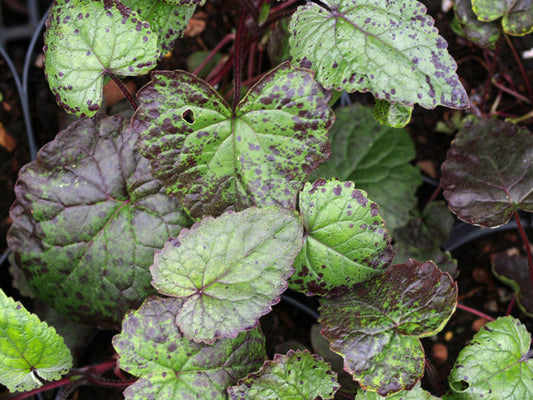 LUNARIA ANNUA 'CHEDGLOW'