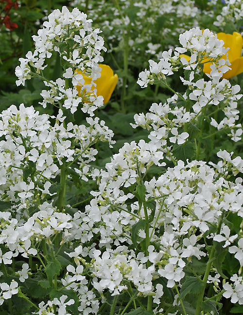 LUNARIA ANNUA var.ALBIFLORA