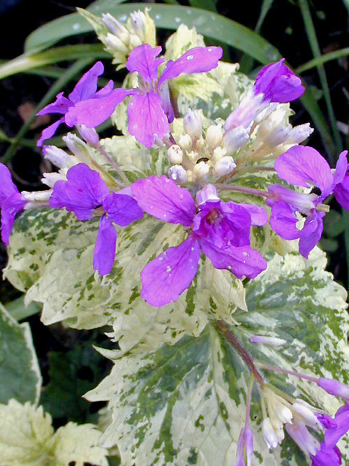 LUNARIA ANNUA 'VARIEGATA'