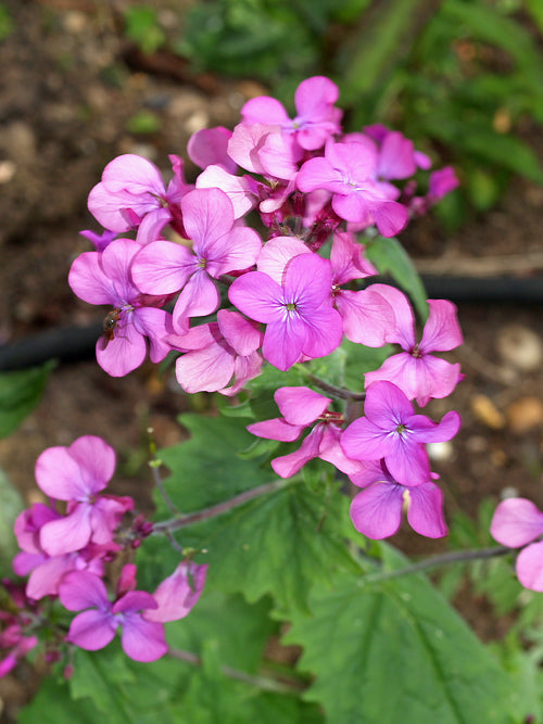 LUNARIA ANNUA