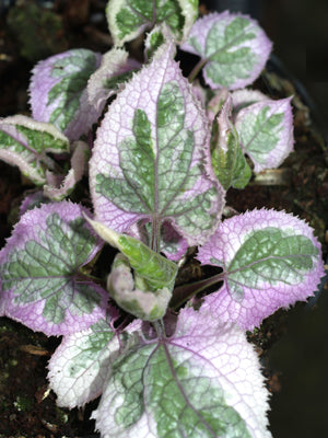 LUNARIA REDIVIVA 'PARTWAY WHITE'