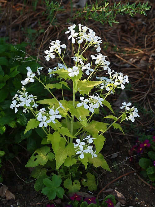 LUNARIA ANNUA 'RUTH'
