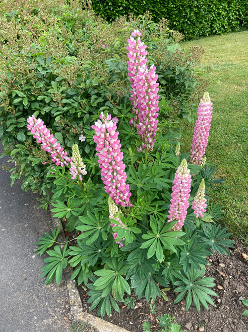LUPINUS 'MY CASTLE'