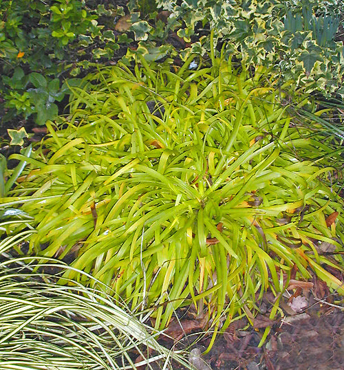 LUZULA SYLVATICA 'AUREA'