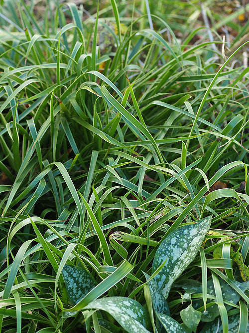 LUZULA SYLVATICA 'MARGINATA'