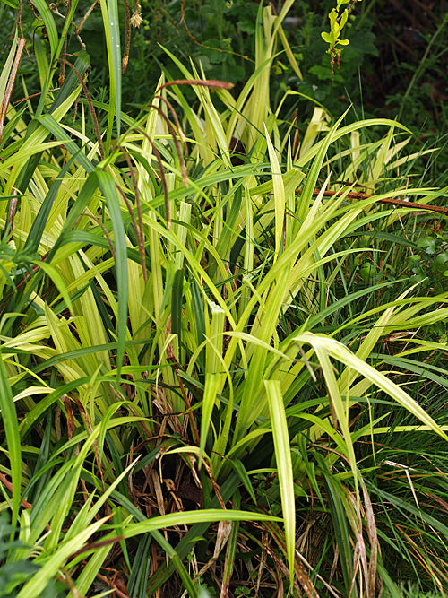 LUZULA x BORRERI 'BOTANY BAY'