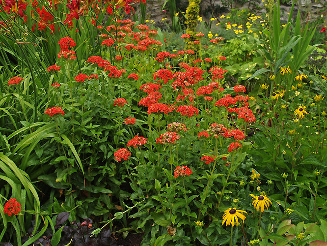 LYCHNIS CHALCEDONICA