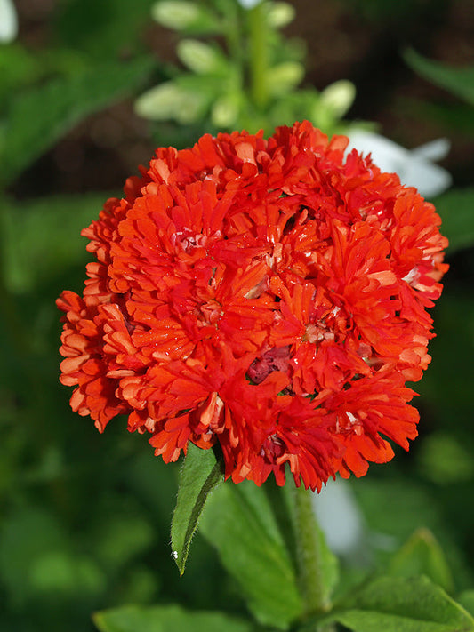 LYCHNIS CHALCEDONICA 'FLORE PLENO'