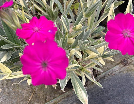 LYCHNIS 'HILL GROUNDS' VARIEGATED