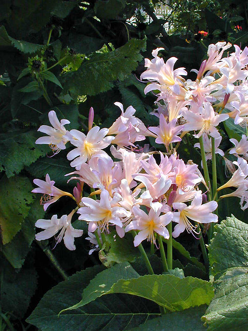 LYCORIS SQUAMIGERA