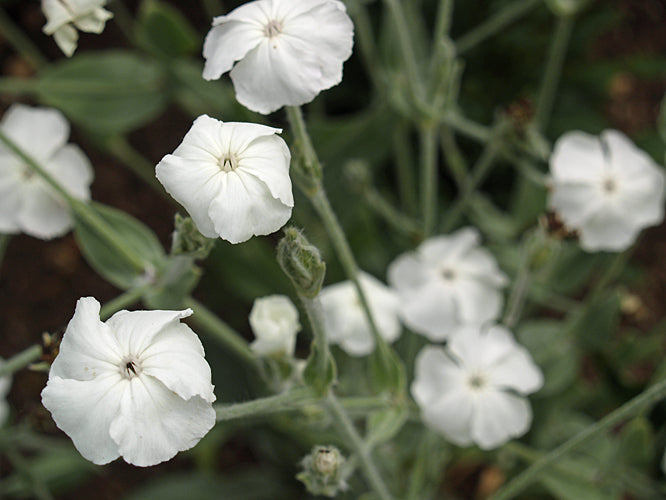 LYCHNIS CORONARIA 'ALBA'