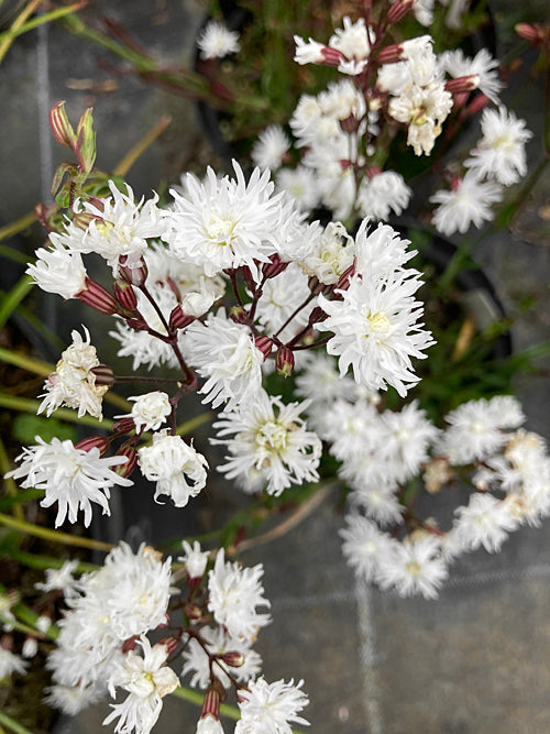 LYCHNIS FLOS-CUCULI 'PETIT HENRI'